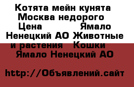 Котята мейн кунята  Москва недорого › Цена ­ 7 000 - Ямало-Ненецкий АО Животные и растения » Кошки   . Ямало-Ненецкий АО